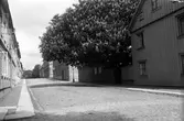 Bostadshus utmed Brunnsgatan i Jönköping. En stor kastanj blommar i en trädgård.