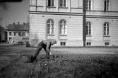 En man rensar ogräs i tulpanplanteringen framför Rådhuset i Jönköping.