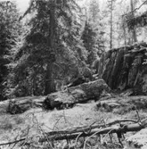 Ca 50 m söder om Branare-Karis kistor finns en mängd lösa block av samma utseende som hällkistornas       Holm.