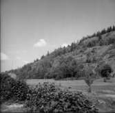 Järbo. Platsen där domarringen har varit belägen.