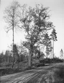 Järbo. Ek vid Hallsjön.