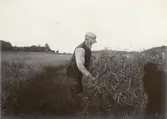 Gubben Skytt i skördearbete på havreåkern. Kilanda