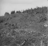 Översikt över fornlämningsområdet fr. NO. Lena. I förgrunden Vallen anl. 19-myrstacken 12, 15, 16.