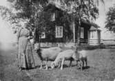 Österlyckan. Lena.En kvinna sår i fårhagen. En stuga i bakgrunden.