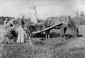 Skördearbete.Lena.  Häst och vagn med hölass. Kvinna räfsar.
