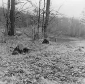 Fornlämning nr. 57.  Lerum