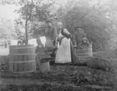 Nårunga. Potatismalning. Flera personer är delaktiga i arbetet.