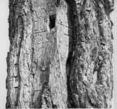 Prästtallen. Nössemark Tallen som är 10 meter hög med död topp, har ett flertal inskriptioner. Dessa är mestadels enkla inhuggna bokstäver och dateringar från 1874 till 1968. Att tallen kallas för prästtallen är för att tjänstgörande präster från Nössemark på väg till Håbols kyrka, passerade tallen och ristade in sina initialer i barken. Liknande tallfenomen finns på flera platser i Sverige och de kallas ofta för pustetallar därför att man tillsammans med andra resenärer brukade vila ut vid sådana träd. Tallen står invid en offerkast. Se Hembygden 1973, s. 226.