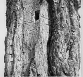 Prästtallen. Nössemark Tallen som är 10 meter hög med död topp, har ett flertal inskriptioner. Dessa är mestadels enkla inhuggna bokstäver och dateringar från 1874 till 1968. Att tallen kallas för prästtallen är för att tjänstgörande präster från Nössemark på väg till Håbols kyrka, passerade tallen och ristade in sina initialer i barken. Liknande tallfenomen finns på flera platser i Sverige och de kallas ofta för pustetallar därför att man tillsammans med andra resenärer brukade vila ut vid sådana träd. Tallen står invid en offerkast. Se Hembygden 1973, s. 226.