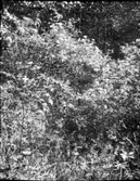 Punchdalen  Vassända-Naglum