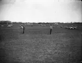 Fårvallning på flygfältet, hangarer i bakgrunden