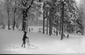 Vinter i Slottsskogen. Göteborg