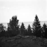 Halleberg. Utsikt över Vänern från Svallklev, 29 Maj 1946.