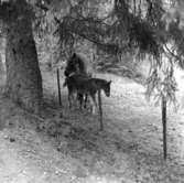 Ånimskog. Sto med föl, sommaren 1943.