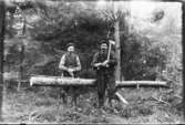 Två män sågar/hugger träd i skogen.
