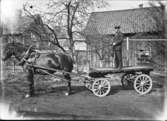 Häst och vagn, med en man stående på flaket med tömmarna.
