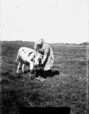 Kvinna med tjudrad kalv på ett fält.