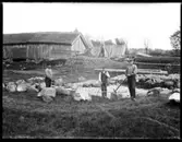 Ladugårdsgrundläggning i Brevik, 7 juni 1909. Johan Fredrik, född Hjärtum 1868-08-01, okänd, Karl Johansson, Hjärtum 1888-05-14. På bilden arbetar man med spett och slägga för att lägga grundmuren till den nya ladugården. I bakgrunden syns den gamla ladugården med halmtak och gödselstack. Timmerstockar och brädstaplar syns också på bilden.