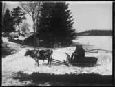 Olof Jonssons text: Örnäs, män med tjur, 1 paril 1924 Simon i Örnäs med piska tillsammans med okänd har satt oxen framför släden. I bakgrunden källarbyggnaden med extra vinterisolering av granris och Källesjö