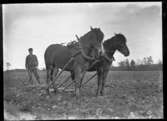 Karl Johansson, Hjärtum 1888-05-14, harvar med två hästar framför harven.