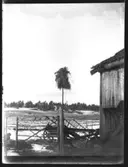 Julkärve på intill gamla ladugården på Torpet invid en grind med fåglar och ev. en höskrinda.