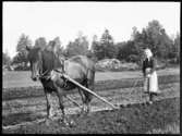 Den 24 september: Gerda Johansson, Hjärtum 1893-10-15, i Brevik med häst och harv.