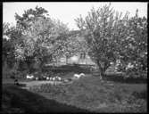 Aplarna blommar i trädgården på Arnstorp. På bilden syns också två små grisar, ett tjugotal hönor och en svartvit katt. I bakgrundet det gamla boningshuset på Torpet (Arnstorp).