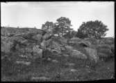 Olof Jonssons text: Bergsparti, 25 juni 1909 kl 10 f m, strålande sol Bilden troligen tagen på Arnstorp i bakgrunden skymtar den gamla ladugården