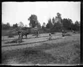 Potatisläggning Arnstorp maj 1914, Anna Britta Berntsdotter, Hjärtum 1843-07-12, strör ut gödsel med en grep, Abraham Jonsson, Hjärtum 1875-01-13, plöjer upp en fåror med hästen och Beda Jonsson, född Björn, Bäve 1892-12-20 och Olga Jonsson, född Olsson, Forshälla 1891-05-12 lägger potatisen, som de förvarar i sina förkläden.