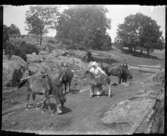 Beda Jonsson, född Björn, Bäve 1892-12-20, och Abraham Jonsson, Hjärtum 1875-01-13, tar hand om hästarna på Torpet (Arnstorp). I bakgrunden på bilden syns den gamla källarbyggnaden.