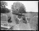 Fyra hästar på Torpet (Arnstorp) en av dem är fölunge. Bilden tagen där nuvarande vägen mellan Sågbron och Nötbron (Fjällvägen) går, till vänster på bilden syns källarbyggnaden på Arnstorp. På bilden syns också ett par högar av sågade bräder.