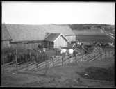 Familjen Larsson i Skottene

Framför ladugården i Skottene med hästar och kor. Gunnar Larsson, Väne-Ryr 1889-06-13, Olof Larsson, Väne-Ryr 1884-10-13, Nils Larsson, Väne-Ryr 1901-07-03, Rut Larsson, Väne-Ryr 1905-07-16, Änkan och modern Anna Kajsa Andersson Väne-Ryr 1862-01-17, Sten Larsson, Väne-Ryr 1896-02-22, John Larsson, Väne-Ryr 1893-11-16