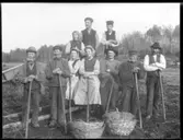 Hjärtum. Potatisupptagning på Arnstorp/Brevik