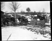 Vedkörare på Arnstorp, 28 mars 1908, Abraham Jonsson, Hjärtum 1875-01-13, i samspråk med två män (okända). Tre hästslädar med famneved och två förspända hästar syns på bilden, som är tagen på Torpet (Arnstorp) med källarbyggnaden till vänster på bilden.