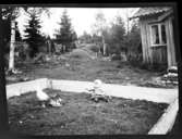 Sven, Hjärtum 1915-05-14, som sitter i en hemmagjord barnhage med höna och kycklingar framför boningshuset.