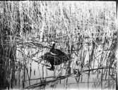 Gråhakedopping (rödhalsad dopping)