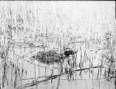 Gråhakedopping (rödhalsad dopping)