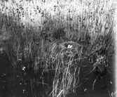 Bo av smådopping (rödhalsad dopping)