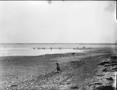 Småskrakar, hona på stranden