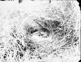 Småskrakhona vid stranden