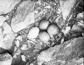 Boplats för kungsörn (jaktfalk)