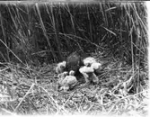 Blå kärrhöks hona hos ungar i bo