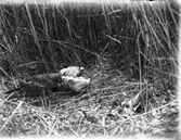 Blå kärrhökens hona hos ungar i bo