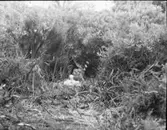 Ängshök vid bo med ungar