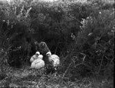 Ängshökens hona hos ungar i bo