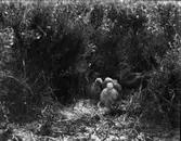 Ängshökshonan hos ungar i bo