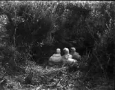 Ängshökens ungar i bo