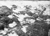 Större strandpiparen vid boet