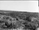 Myrspov (lappspoven)