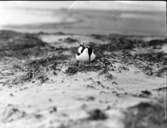 Skärfläcka vid boet